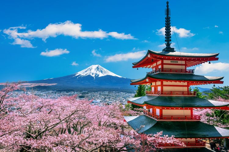 Pemandangan Gunung Fuji dan hamparan bunga sakura yang bermekaran di Jepang. 