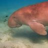 Kearifan Lokal Selamatkan Populasi Dugong di Bunaken...