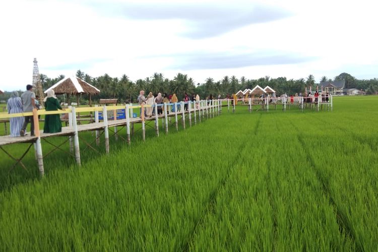 Wisata sawah di Desa Mane Kareung, Kecamatan Blang Mangat, Kota Lhokseumawe, Sabtu (26/7/2020). 