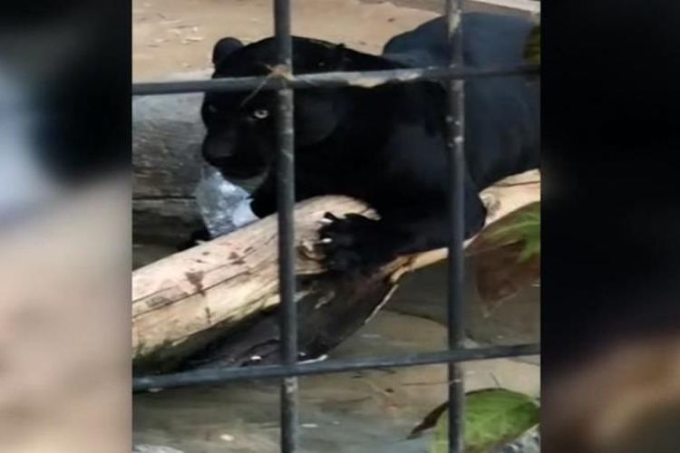 Jaguar ini menyerang seorang perempuan yang melewati pembatasan untuk swafoto. Insiden ini terjadi pada Sabtu (9/3/2019) di Wildlife World Zoo di Litchfield Park, Arizona, AS. (ADAM WILKERSON VIA KPHO-TV VIA CNN)