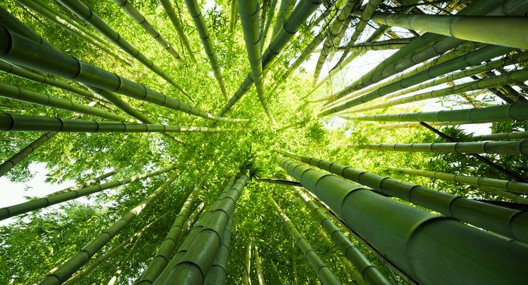 Otorita Ajak Masyarakat Wilayah Delineasi IKN Tanam Bambu