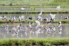 Burung Migran yang Singgah di Gorontalo Tak Sebanyak Tahun Lalu