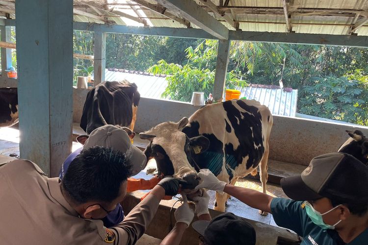 Kapolres Salatiga AKBP Indra Mardiana memeriksa kondisi sapi di kandang Kelurahan Randuacir Kecamatan Argomulyo.