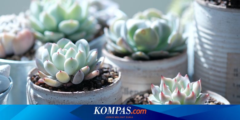 Menanam Sukulen Metode SemiHidroponik yang Efektif