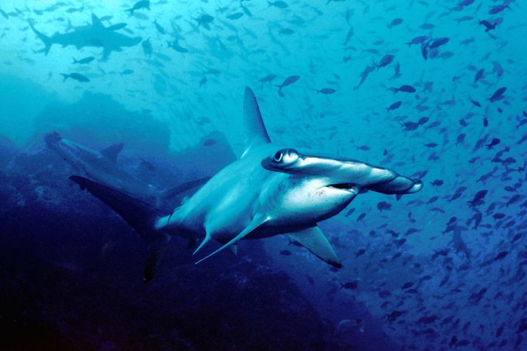 Ilustrasi hiu martil, hiu kepala martil, spesies hiu terancam punah. Populasi hiu martik di laut terbuka semakin menyusut, menurut IUCN, spesies ini diklasifikasikan terancam punah, artinya tingkat ancaman kepunahan tertinggi.