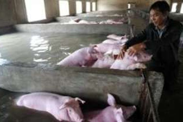 Dalam foto ini terlihat seorang peternak babi di provinsi Anhui, China seperti tengah mengucapkan salam perpisahan dengan hewan-hewan peliharaan mereka.