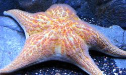 Bintang Laut Tantang Aturan Keanekaragaman Hayati