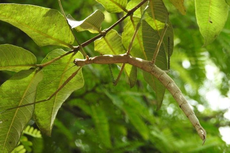 
Keterangan gambar,
Sebuah Nesiophasma sobesonbaii yang hinggap pada pohon berdaun.