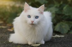 Sekilas Mirip, Ini Perbedaan Kucing Anggora dan Ragdoll