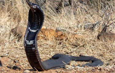 Ozbek qizlari porno rasmlari Ota va qizning jinsiy aloqa qilishini tomosha qiling