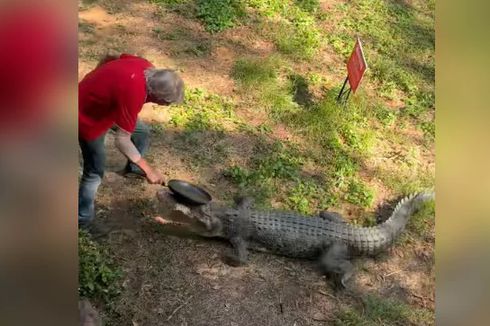 Video Viral Pemilik Pub Lawan Buaya dengan Panci, Si Reptil Lari Terbirit-birit