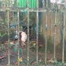 Medan Zoo Memprihatinkan: 70 Persen Kandang Rusak, Utang untuk Pakan