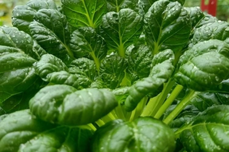 Ilustrasi sayuran pagoda hidroponik