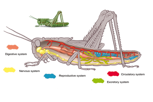 Sistem Peredaran Darah Serangga Beserta Fungsi