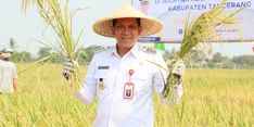 Pj Bupati Tangerang Gelar Panen Raya Padi bersama Petani