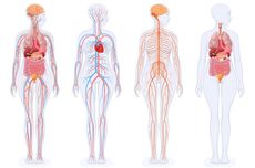 Berapa Jumlah Organ di Tubuh Manusia?