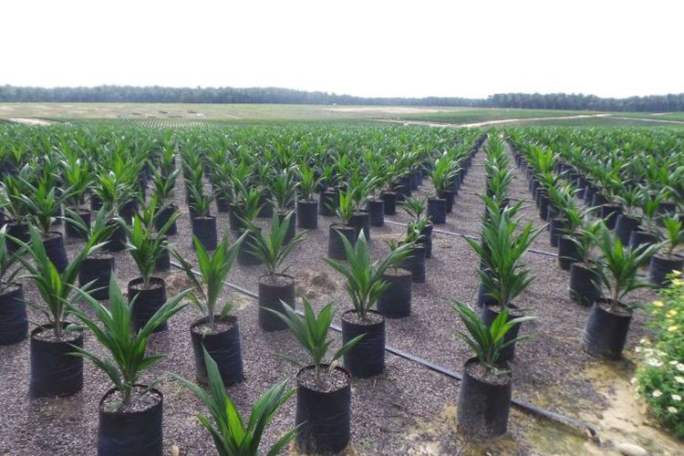 Pemerintah RI sejak beberapa tahun lalu mulai mendorong pembukaan lahan berskala besar termasuk untuk perkebunan sawit di wilayah Merauke, Papua.