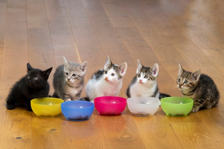 Bolehkah Anak Kucing Makan Makanan Kucing Dewasa? Halaman all - Kompas.com