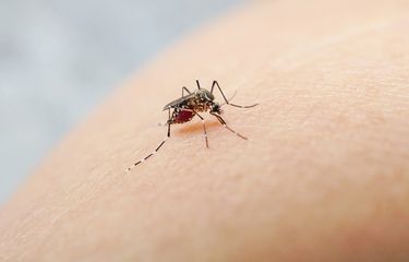Ilustrasi nyamuk penyebab chikungunya