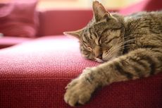 Jangan Biasakan Kucing Tidur di Kasur Anda