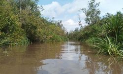 Tropenbos Indonesia: Restorasi Gambut Swakelola di Tingkat Tapak Butuh Pendampingan