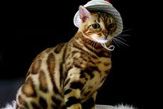 6 Fakta Kucing Bengal, Kucing dengan Insting Predator yang Kuat