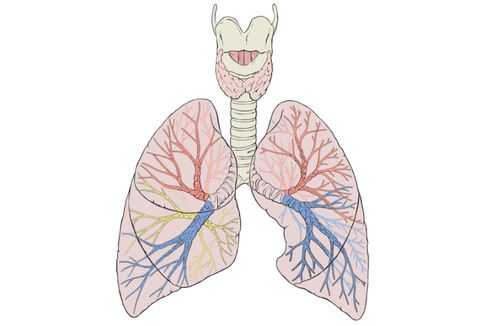 Jaringan yang Menyusun Paru-paru