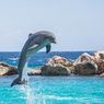 Kenapa Lumba-lumba Melompat dari Air?