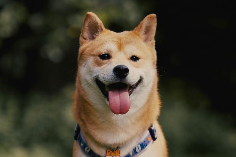 10 Ras Anjing yang Cocok untuk Para Introvert