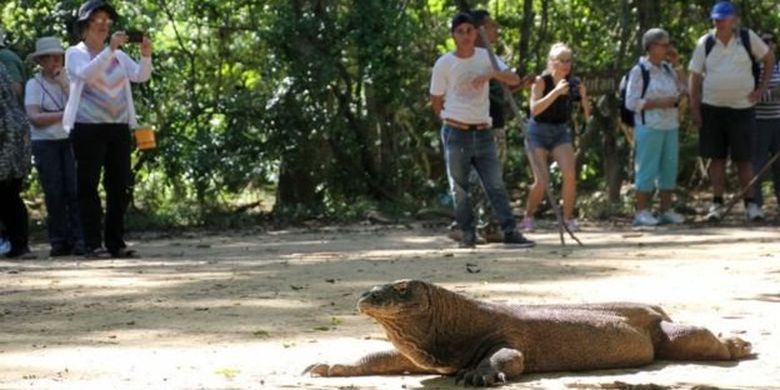 Wisatawan menyaksikan komodo di habitat aslinya 