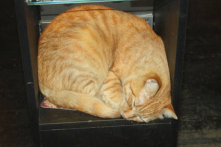 Alasan kucing suka tidur di tempat sempit.