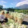 Petani Menjerit Terancam Rugi Saat Panen Raya, Harga Jual Sayuran Rp 500 Per Kilogram