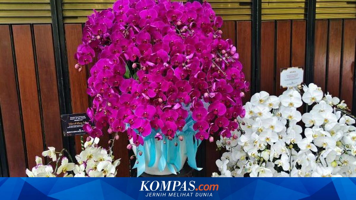Apa Keistimewaan Anggrek Bulan Ungu Seperti yang Diberikan Prabowo untuk Jokowi?
