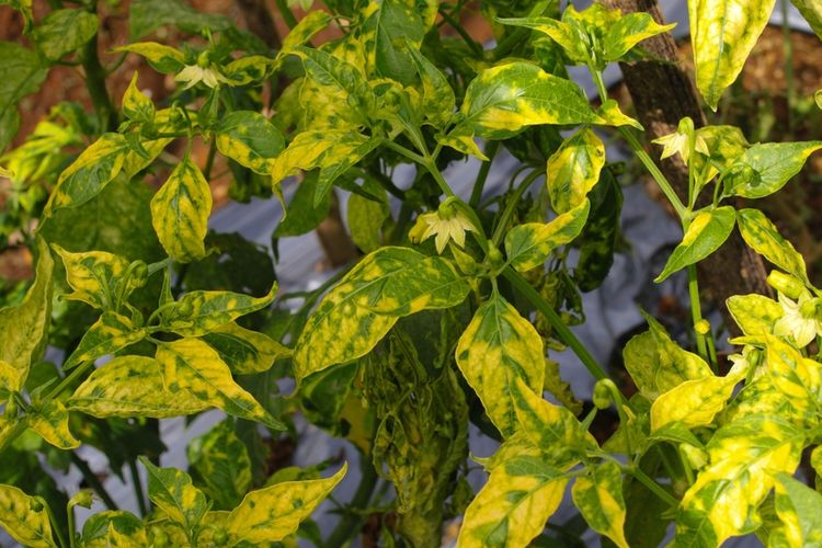 Ilustrasi daun tanaman cabai yang terkena penyakit virus kuning. 