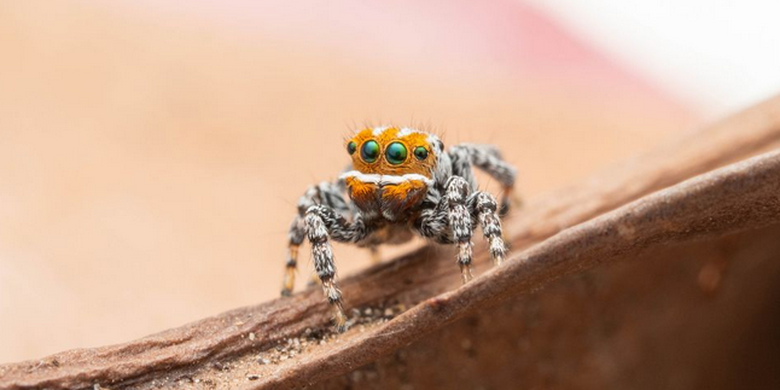 Maratus nemo adalah spesies laba-laba merak ke-92 yang dideskripsikan di Australia. Sebagian besar telah diidentifikasi dalam satu dekade terakhir. 