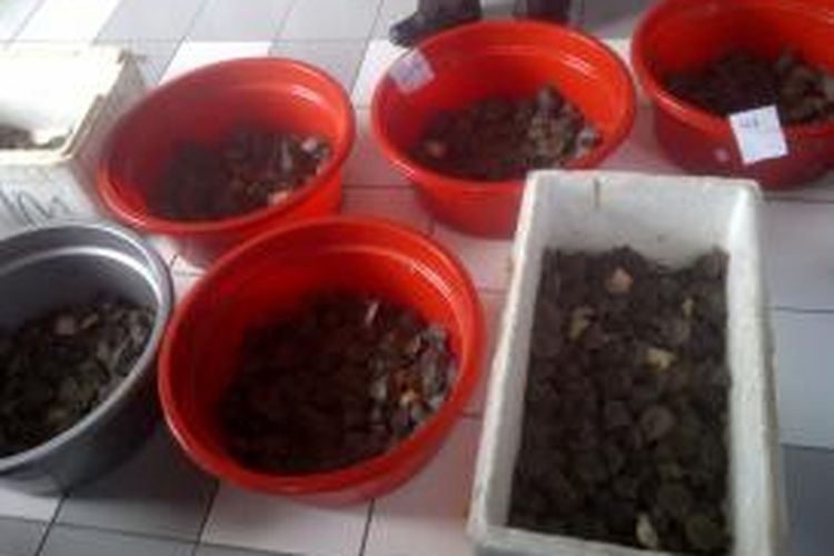 Barang bukti Kura-kura jenis Moncong Bali usai dihitung oleh petugas