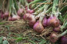 Cara Menanam dan Merawat Tanaman Bawang Merah di Kebun