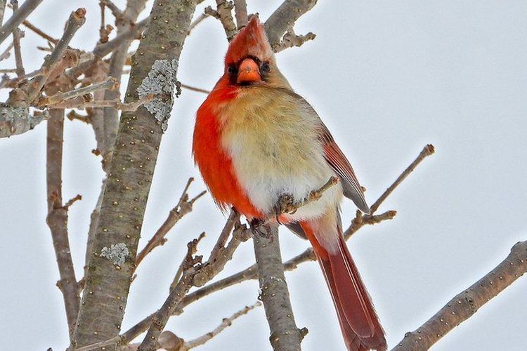 Umumnya burung kardinal jantan berwarna merah cerah dan jenis betina berwarna coklat pucat. 
