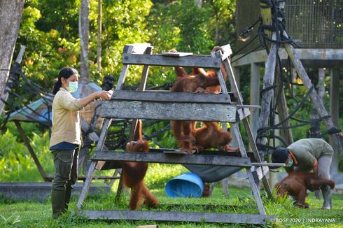 Sebanyak 130 Orangutan di Pusat Rehabilitasi Terancam Kehabisan Makanan di Tengah Corona