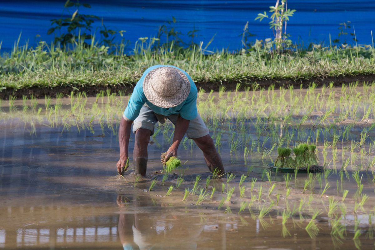 Ilustrasi petani beras di Indonesia