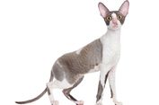 7 Fakta Menarik Kucing Cornish Rex, Tubuh Tinggi hingga Bulu Keriting