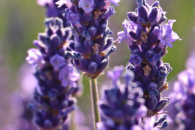 4 Manfaat Lavender untuk Kesehatan