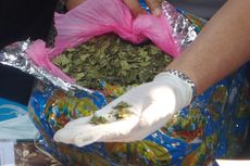 BNN: Narkotika Jenis Daun Kath Banyak Beredar di Indonesia