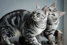 6 Jenis Kucing Berbulu Pendek, Cocok Jadi Peliharaan di Rumah