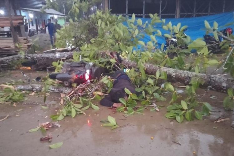 Seorang karyawan perusahaan tambang di Konawe, tewas tertimpa dahan pohon beringin saat melintas di jalan raya