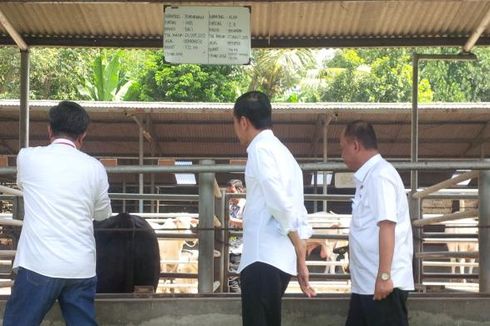 Jokowi Akui Swasembada Daging Sapi di Indonesia Masih 10 Tahun Mendatang