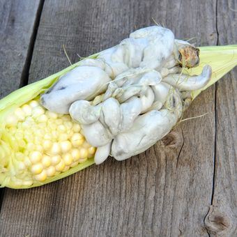 Ilustrasi buah jagung yang terserang penyakit gosong bengkak.