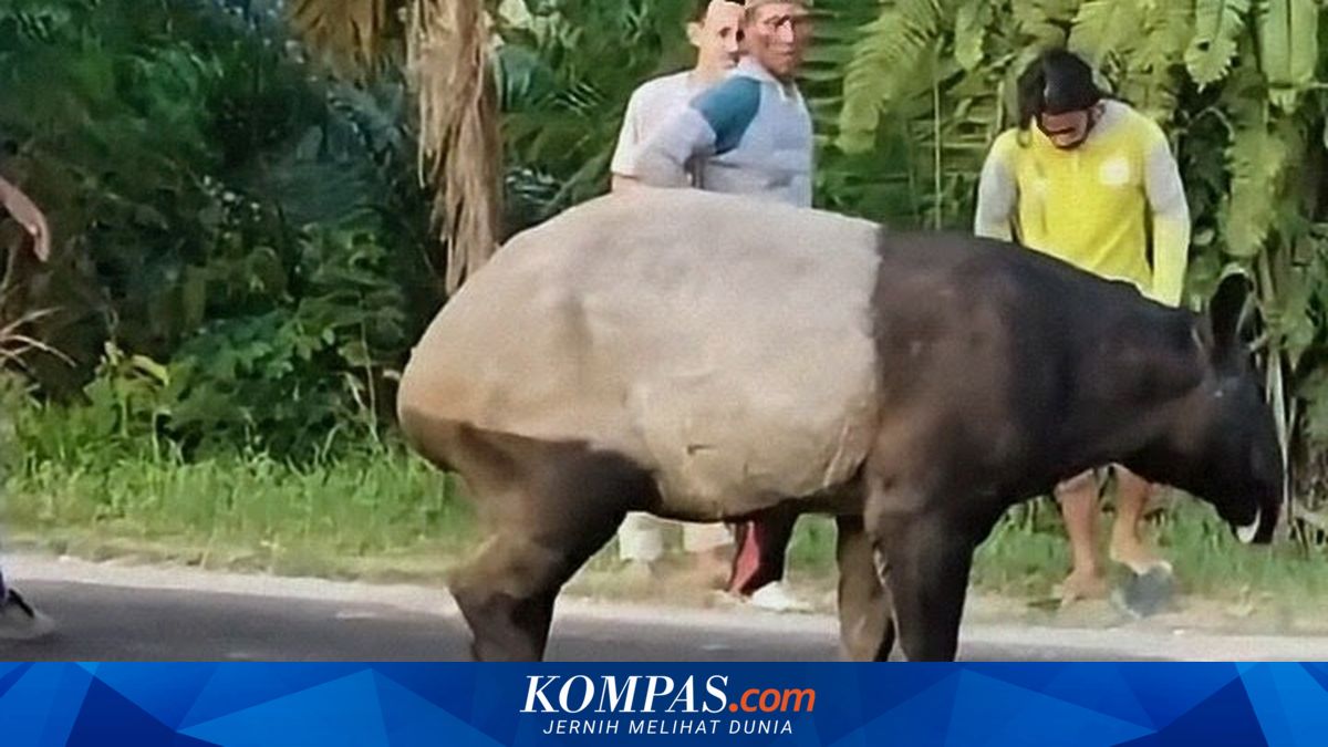 4 Pembunuh Tapir di Mesuji Ditangkap, Polisi: Satwa Dilindungi Tak Boleh Diburu