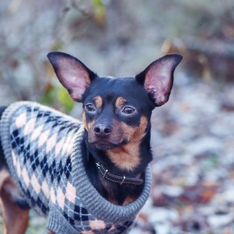 Ilustrasi anjing - Anjing memakai sweater.