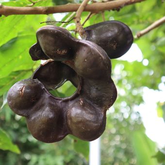 Ilustrasi buah jengkol, pohon jengkol. .